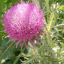 Herbal Remedies For Fibroids